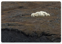 The same family group with four cubs is seen resting. The larger cub behaves like an adopted child. In the picture he is seen lying behind the mother, snuggling against her side