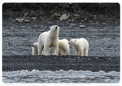 Another family group with three cubs. The female watches the boats, from which people observe them. The alert and attention to all potential threats is even more evident in females with cubs than in polar bears in general