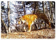 An Amur tiger in Land of the Leopard National Park, 2017. Image captured by a camera trap