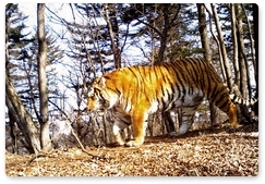 Tiger, leopard, lynx and a wildcat images captured in the same area in Primorye