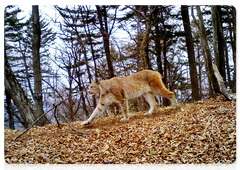 A lynx in Land of the Leopard National Park, 2017. Image captured by a camera trap