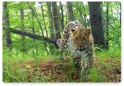 Популяция дальневосточных леопардов превысила сто особей
