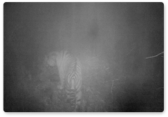 Tigress seen in Bolshekhekhtsirsky Nature Reserve