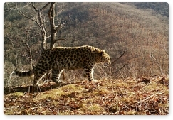 Pamela the leopardess seen with a cub