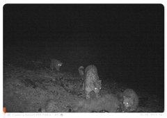 Snow leopard cubs, images from a camera trap, Sailyugemsky National Park