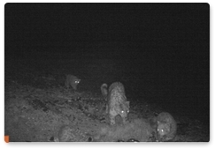 Camera trap records female snow leopard with four cubs in Altai