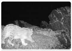 Камеры на алтайском плато Укок зафиксировали самку ирбиса с двумя котятами. Фото - Сайлюгемский национальный парк