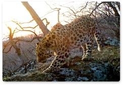 Far Eastern leopard’s voice recorded in the wild for the first time
