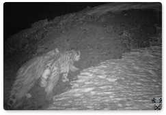 Two snow leopards spotted in Tunkinsky National Park
