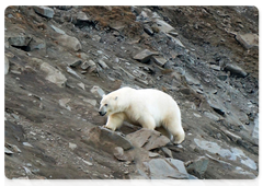 Polar bears near a Chukotka village are an alarming sign for the population