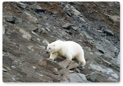Polar bears near a Chukotka village are an alarming sign for the population