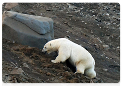 A polar bear near the village of Ryrkaipiy