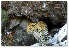 Тигр и леопард попали в объектив камеры у входа в грот