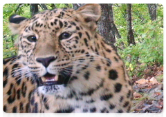 Leopardess Katyusha