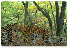 Leopardess Katyusha with cub