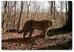 Сбитая на трассе в Приморье самка леопарда обнаружена живой