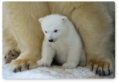 Think about conservation of polar bears on their birthday