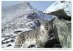 Snow leopard video sent in to Camera Trap 2017 contest