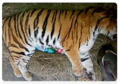 A male Amur tiger captured by the human-wildlife conflict resolution group at the Khabarovsk Territory’s Ministry of Natural Resources, 30 November 2017
Photo courtesy of the Amur Tiger Centre