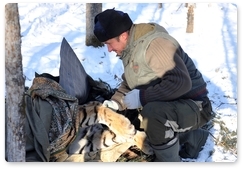 В Хабаровском крае пойман ещё один конфликтный тигр