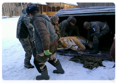 A male Amur tiger captured by the human-wildlife conflict resolution group at the Khabarovsk Territory’s Ministry of Natural Resources, 30 November 2017
Photo courtesy of the Amur Tiger Centre