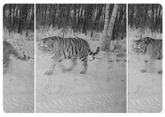 Svetlaya the tigress with her cubs in the Zhuravliny Nature Sanctuary, autumn 2017