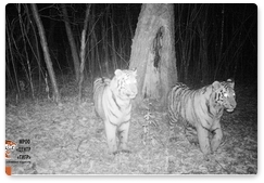 Одиннадцать амурских тигров обитает в ЕАО