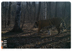 Svetlaya the tigress with her cubs in the Zhuravliny Nature Sanctuary, autumn 2017