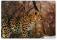 Leopardess from Kedrovaya Pad named Leia
