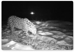 Леопарды осваивают безопасный переход над Нарвинским тоннелем