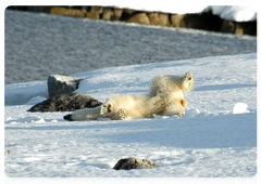 King of the Arctic celebrates International Polar Bear Day
