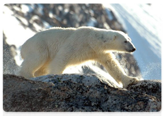 King of the Arctic celebrates International Polar Bear Day