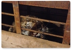 Раненый тигрёнок, найденный в Приморье, идёт на поправку