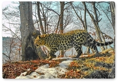 Overweight male leopard spotted in China