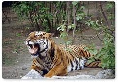 В Лазовском заповеднике подрались тигры