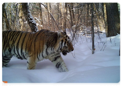 An Amur tiger in Bikin National Park, March 2017