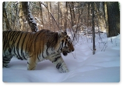 Амурские тигры впервые зафиксированы в «Бикине»
