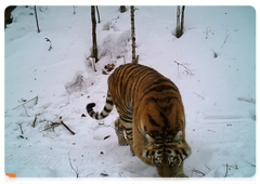 An Amur tiger in Bikin National Park, March 2017