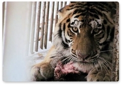 Тигр Упорный погиб в Хабаровском крае