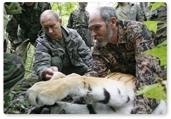 “Putin is involved in Amur tiger conservation not just to pose for a photo”