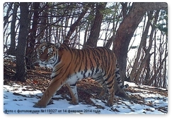 Tigress with unusually large litter at Lazovsky Nature Reserve
