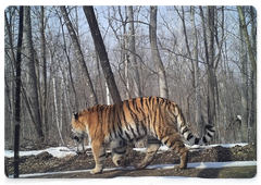 Амурские тигры Заветный и Бастак в заповеднике «Бастак», март 2017 года. Снимки с фотоловушек.