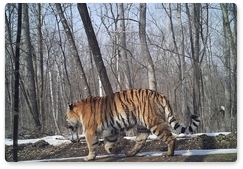 Новые снимки тигра Заветного и его преемника