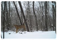 Bastak the tiger at the Bastak Nature Reserve, March 2017