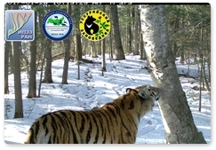 Результаты учёта амурского тигра в Уссурийском заповеднике