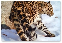 Leopardess Bary gives birth to first offspring