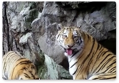 Film about Amur tiger wins environmental film festival award