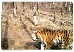 Тигрица Светлая с тигрятами, апрель 2017 года. ПРОО «Центр “Тигр”»