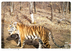 Svetlaya the tigress with cubs. April 2017. PRNCO “Tiger Centre”