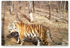 Светлая и Боря обзавелись тигрятами в «Журавлином»
